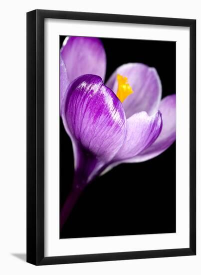 Crocus Flower (Crocus Sp.)-Lawrence Lawry-Framed Photographic Print