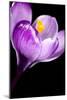 Crocus Flower (Crocus Sp.)-Lawrence Lawry-Mounted Photographic Print