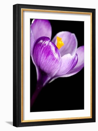 Crocus Flower (Crocus Sp.)-Lawrence Lawry-Framed Photographic Print