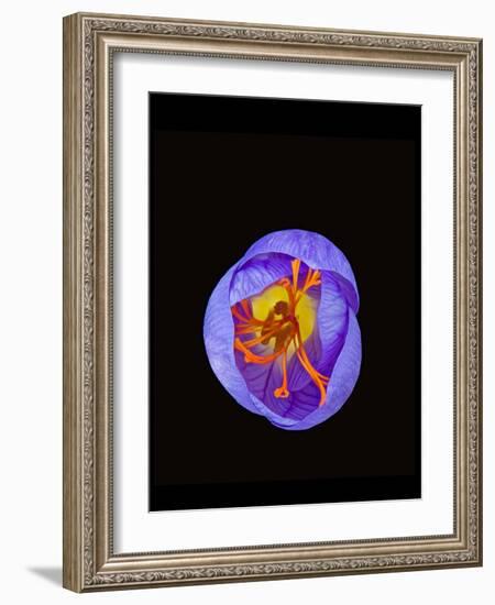 Crocus flower from above, closing in evening-Heather Angel-Framed Photographic Print