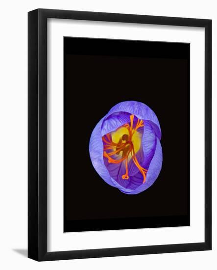 Crocus flower from above, closing in evening-Heather Angel-Framed Photographic Print