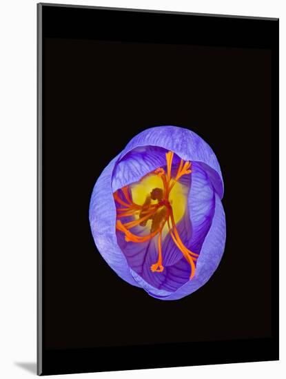 Crocus flower from above, closing in evening-Heather Angel-Mounted Photographic Print