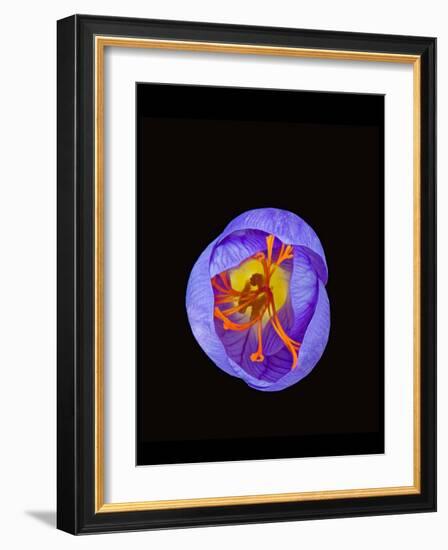 Crocus flower from above, closing in evening-Heather Angel-Framed Photographic Print