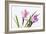 Crocus Flower on White-Anjo Kan-Framed Photographic Print