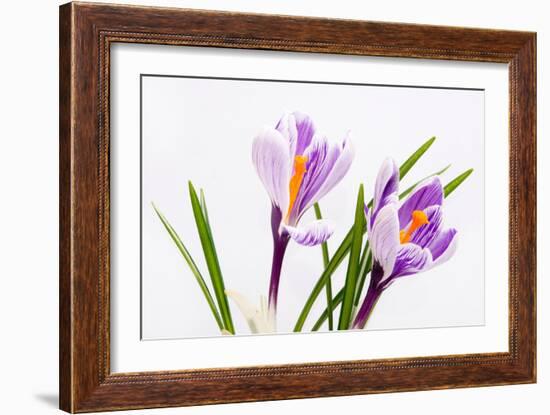 Crocus Flower on White-Anjo Kan-Framed Photographic Print