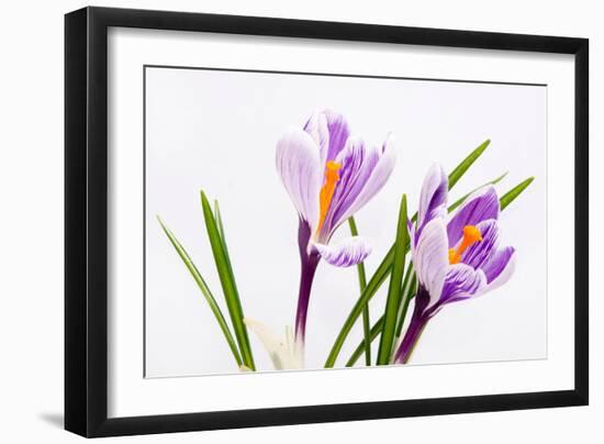 Crocus Flower on White-Anjo Kan-Framed Photographic Print