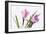 Crocus Flower on White-Anjo Kan-Framed Photographic Print