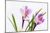 Crocus Flower on White-Anjo Kan-Mounted Photographic Print