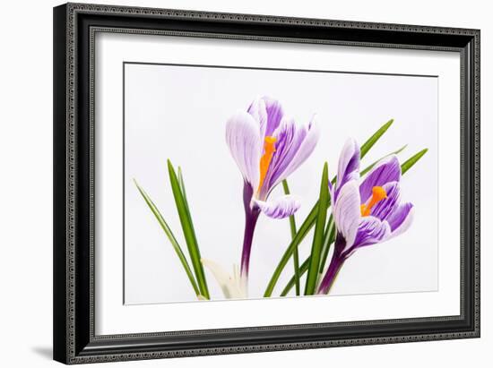 Crocus Flower on White-Anjo Kan-Framed Photographic Print