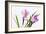 Crocus Flower on White-Anjo Kan-Framed Photographic Print