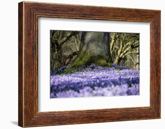 Crocus flowering in Husum Palace Garden, Germany-Kerstin Hinze-Framed Photographic Print