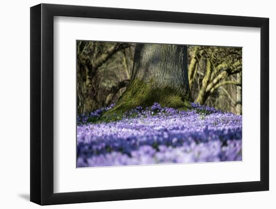 Crocus flowering in Husum Palace Garden, Germany-Kerstin Hinze-Framed Photographic Print