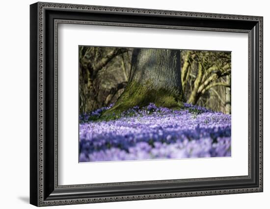 Crocus flowering in Husum Palace Garden, Germany-Kerstin Hinze-Framed Photographic Print