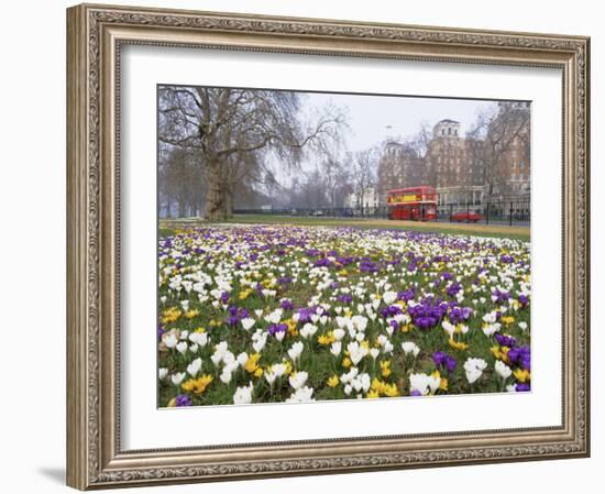 Crocus Flowering in Spring in Hyde Park, Bus on Park Lane in the Background, London, England, UK-Mark Mawson-Framed Photographic Print