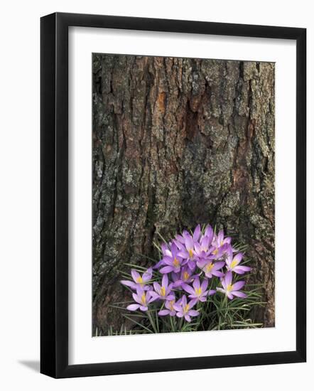 Crocus flowers, Shelbyville, Kentucky, USA-Adam Jones-Framed Photographic Print
