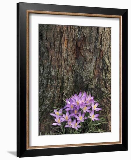 Crocus flowers, Shelbyville, Kentucky, USA-Adam Jones-Framed Photographic Print