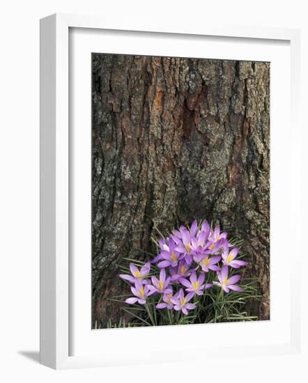 Crocus flowers, Shelbyville, Kentucky, USA-Adam Jones-Framed Photographic Print