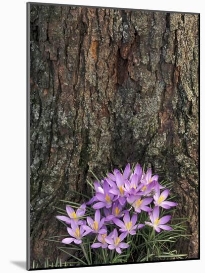 Crocus flowers, Shelbyville, Kentucky, USA-Adam Jones-Mounted Photographic Print