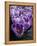 Crocus Flowers-Bill Ross-Framed Premier Image Canvas