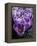 Crocus Flowers-Bill Ross-Framed Premier Image Canvas