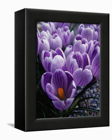 Crocus Flowers-Bill Ross-Framed Premier Image Canvas