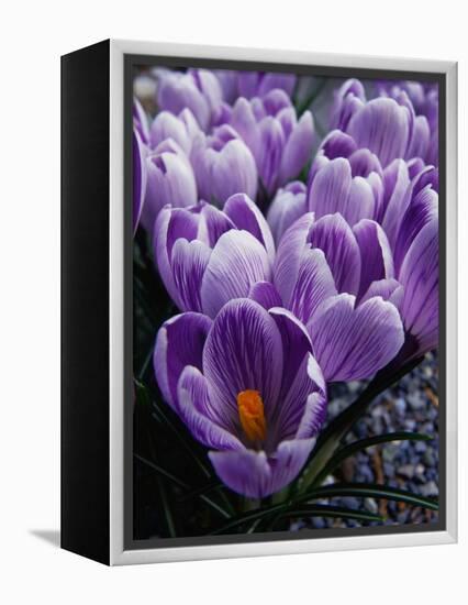 Crocus Flowers-Bill Ross-Framed Premier Image Canvas