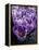 Crocus Flowers-Bill Ross-Framed Premier Image Canvas