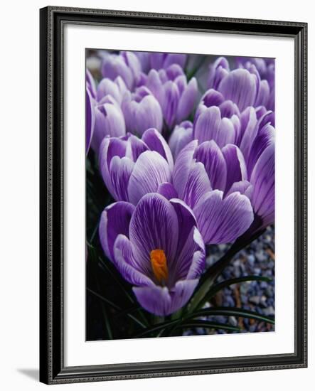 Crocus Flowers-Bill Ross-Framed Photographic Print