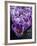 Crocus Flowers-Bill Ross-Framed Photographic Print