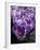 Crocus Flowers-Bill Ross-Framed Photographic Print