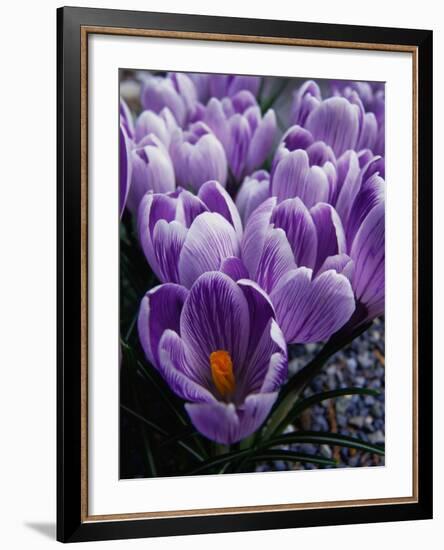 Crocus Flowers-Bill Ross-Framed Photographic Print