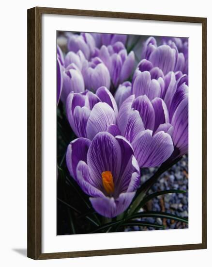 Crocus Flowers-Bill Ross-Framed Photographic Print