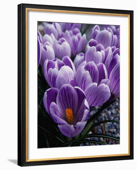 Crocus Flowers-Bill Ross-Framed Photographic Print