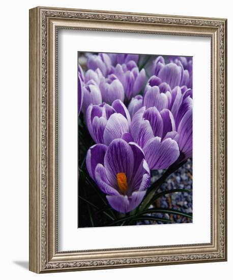 Crocus Flowers-Bill Ross-Framed Photographic Print