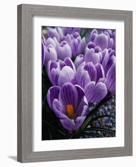 Crocus Flowers-Bill Ross-Framed Photographic Print