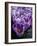 Crocus Flowers-Bill Ross-Framed Photographic Print