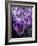 Crocus Flowers-Bill Ross-Framed Photographic Print