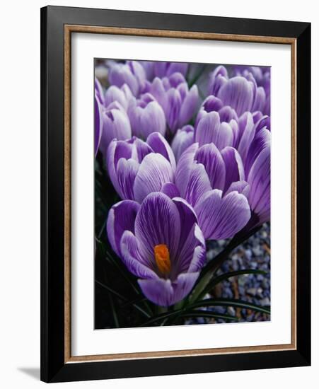 Crocus Flowers-Bill Ross-Framed Photographic Print