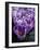 Crocus Flowers-Bill Ross-Framed Photographic Print