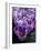 Crocus Flowers-Bill Ross-Framed Photographic Print