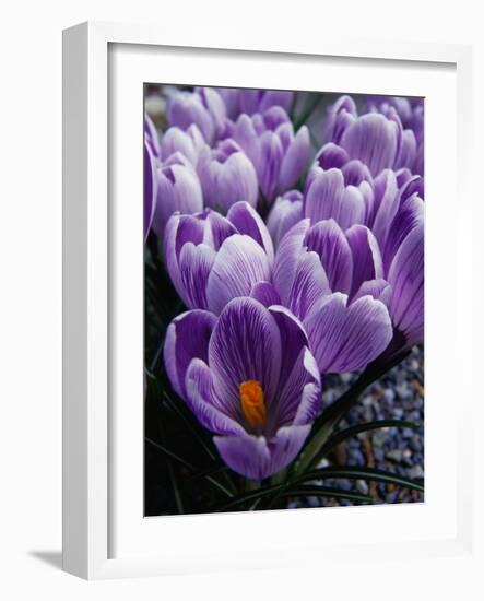 Crocus Flowers-Bill Ross-Framed Photographic Print