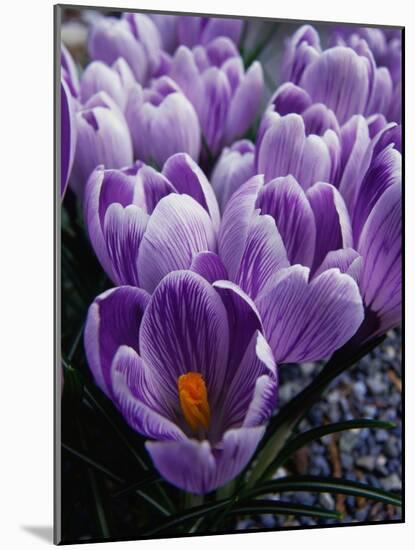 Crocus Flowers-Bill Ross-Mounted Photographic Print