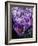 Crocus Flowers-Bill Ross-Framed Photographic Print