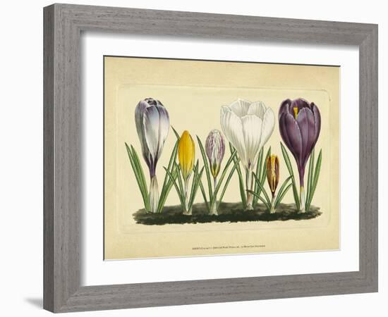 Crocus I-Vision Studio-Framed Art Print