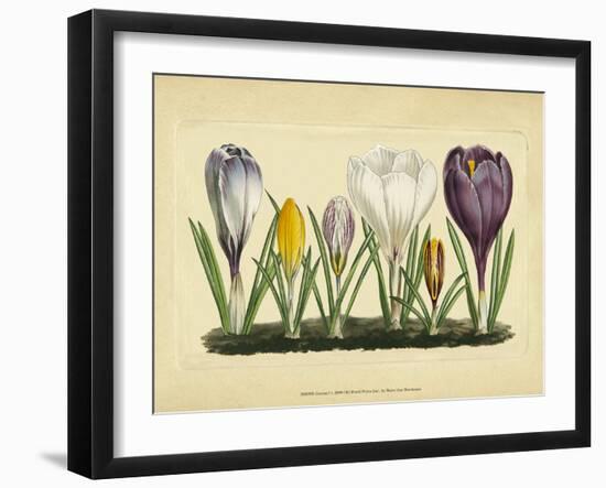 Crocus I-Vision Studio-Framed Art Print