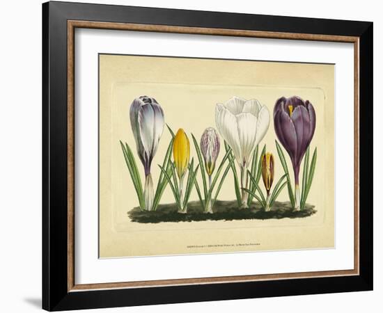 Crocus I-Vision Studio-Framed Art Print