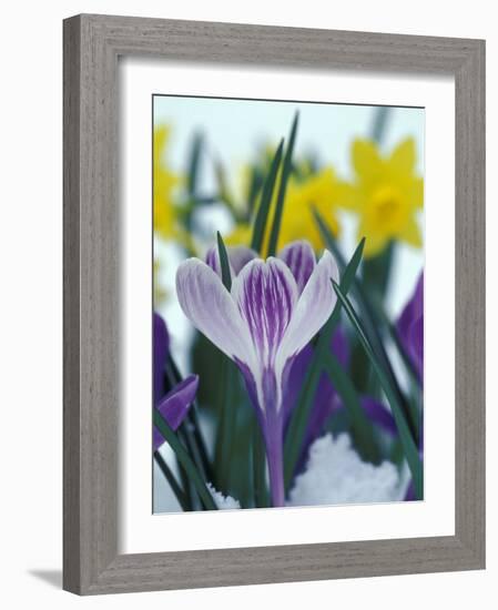 Crocus in Snow, Sammamish, Washington, USA-Darrell Gulin-Framed Photographic Print