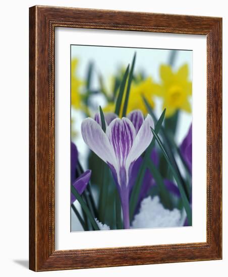 Crocus in Snow, Sammamish, Washington, USA-Darrell Gulin-Framed Photographic Print