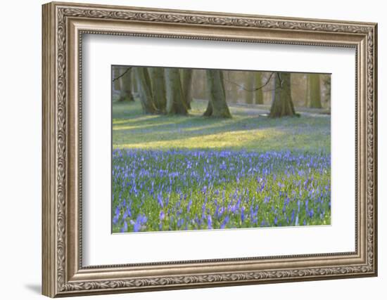 Crocus in the Park at Sunrise, Spring, Husum Schlosspark, Schleswig Holstein, Germany-Raimund Linke-Framed Photographic Print