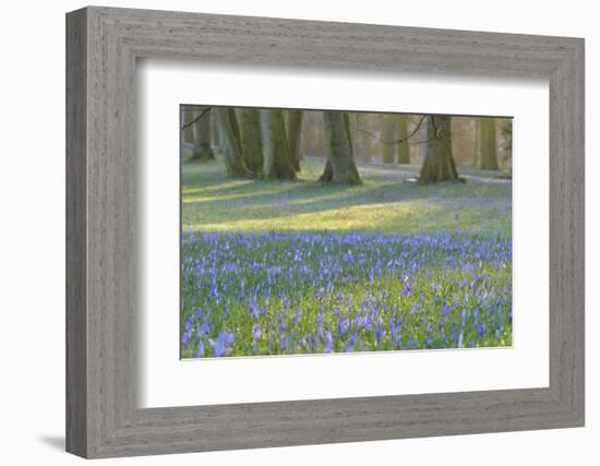 Crocus in the Park at Sunrise, Spring, Husum Schlosspark, Schleswig Holstein, Germany-Raimund Linke-Framed Photographic Print